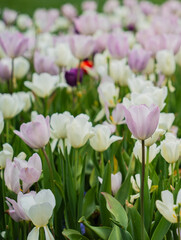 Colorful flowers in the park