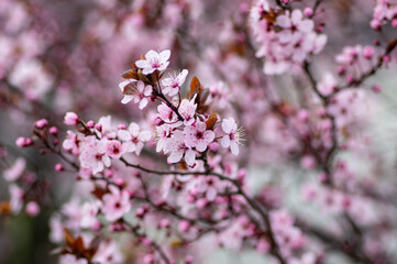 Obraz premium Canadian black plum Prunus nigra light pink flowers in bloom, beautiful flowering ornamental shrub with brown red leaves