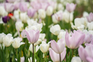 Colorful flowers in the park