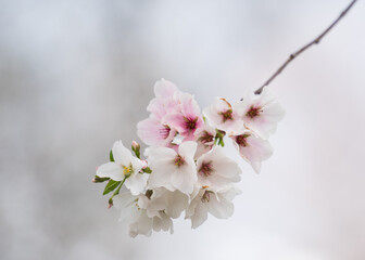 Cherry blossom flower in the park