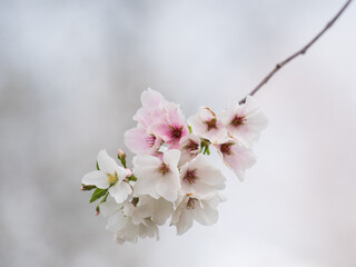 Cherry blossom flower in the park