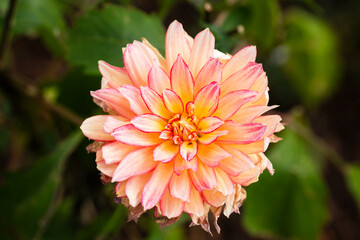 Colorful flowers in the park garden