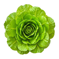 Obraz premium Vibrant green lettuce leaves in a perfect rosette formation isolated on a white background Freshness and health concept