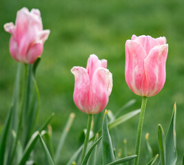 Colorful tulip flowers in the garden park