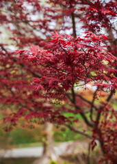 Colorful flowers in the park garden