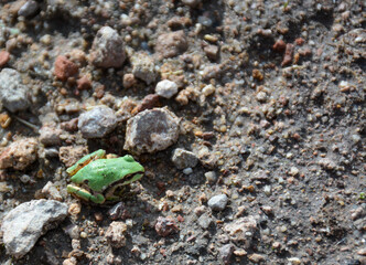 Little Green Frog