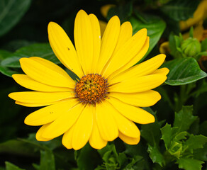 Colorful flowers in the park garden