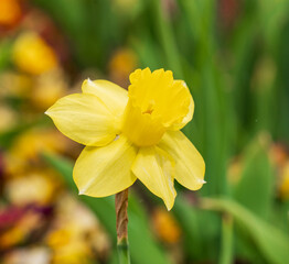 Colorful flowers in the park garden