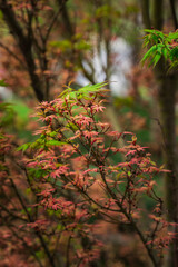 Colorful flowers in the park garden
