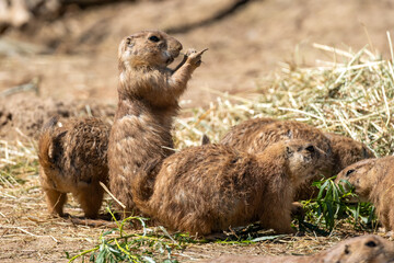 Chiens de prairie (Cynomys)