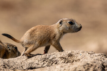 Chien de prairie (Cynomys)