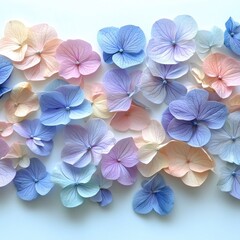Hydrangea flowers set, Blue and pink hydrangea flowers isolated, white background.