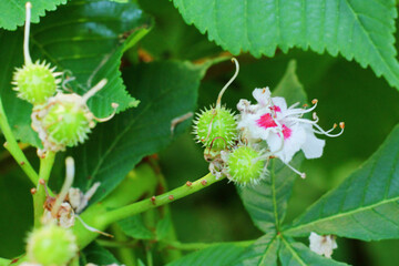 tying a chestnut fruit from a flower. fruit formation on a tree branch