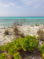 A Natural Maldives Beach: Where Plants Meet the Turquoise Waters