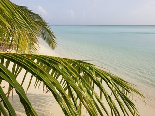 A Tropical Hideaway: Palm Trees and Turquoise Waters of the Maldives