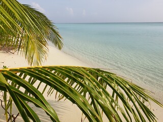 A Tropical Hideaway: Palm Trees and Turquoise Waters of the Maldives
