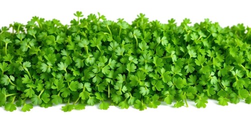 Obraz premium A vibrant heap of fresh cress leaves, isolated on pure white, cress, spring