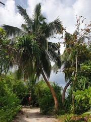 ropical Maldives Hideaway with Coconut Palms and Lush Vegetation