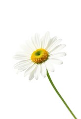 Delicate chamomile flower, petals fully open, isolated on pure white background, fragrance, clean, natural
