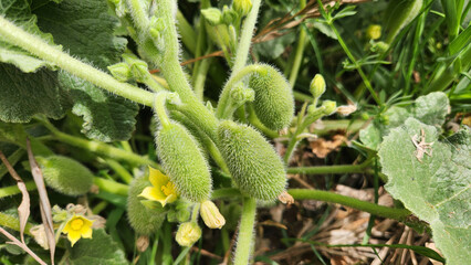The Squirting Cucumber (Ecballium elaterium), although an invasive agricultural weed that requires management, is a spring plant admired for its beautiful flowers and eye-catching fruits.