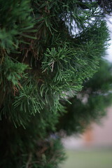 The photo shows the green leaves of a fir tree with sharp texture details and a blurred background.