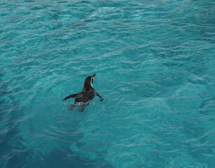 Obraz premium ペンギン