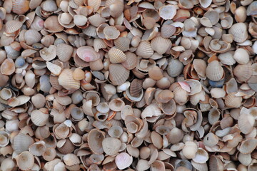 Natural pattern of scattered seashells in various shades of beige and brown. Ideal for backgrounds, beach-themed designs, textures, nature, and coastal lifestyle visuals