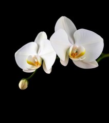 Fototapeta premium Single white orchid, stark contrast against deep black background, art, luxury