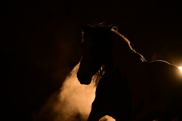 Schönes Pferd mit langer Mähne im Scheinwerferlicht mit Nebel und rauch © Grubärin