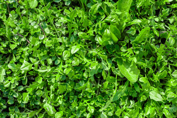 green leaves background