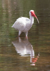 Views of a White Ibis bird in the water