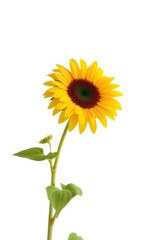 Fototapeta premium Single sunflower, vibrant yellow petals, against pure white background, background, flower, elegance