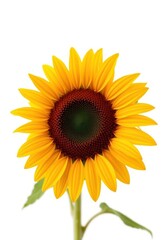 Fototapeta premium Single sunflower, vibrant yellow petals, against pure white background, minimalism, texture