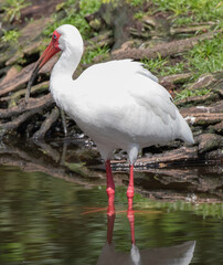 Views of a White Ibis bird in the water