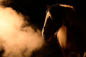 Schönes Pferd mit langer Mähne im Scheinwerferlicht mit Nebel und rauch © Grubärin