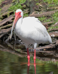 Views of a White Ibis bird in the water