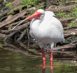 Views of a White Ibis bird in the water