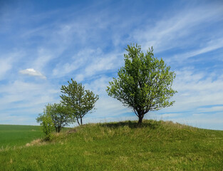 Three green trees on a grassy hill under a vivid blue sky with wispy clouds. A peaceful rural landscape, ideal for themes of nature, countryside, and tranquility