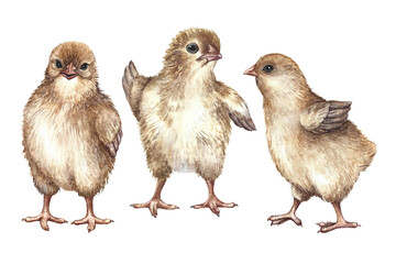 A set of pictures with cute little chicks. A hand-drawn watercolor illustration. Clip art of hatched chicks. Isolates. For making greeting cards and invitations for Easter, packaging, labels, textiles