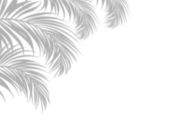 Blurred palm leaf shadow on white background 26-03-25