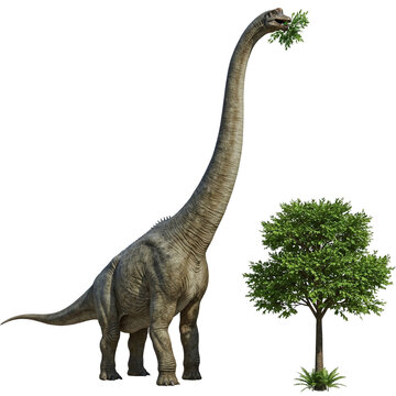Fototapeta Brachiosaurus Dinosaur eating leaves from a tree, Isolated, Brontosaurus 