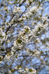 Cherry blossom, white cherry flowers on tree branch. beauty of nature
