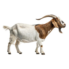 Photorealistic Boer Goat Side Profile with White and Brown Coat in Studio Lighting