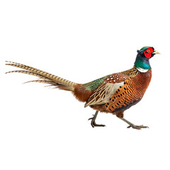 Vivid Male Pheasant in Majestic Plumage