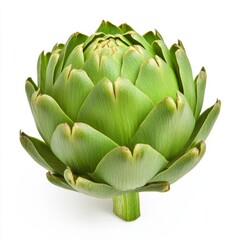 Fototapeta premium Baby artichoke with delicate compact leaves and a vibrant green hue isolated on a white background 
