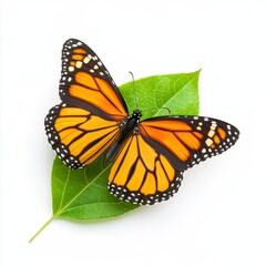 Obraz premium Delicate monarch butterfly resting on a single vibrant green leaf isolated on a white background 