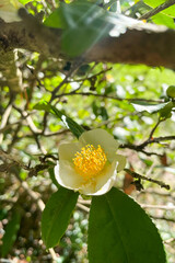 Tea leaf and white flower in tea plantation. Flower of tea on trunk. Beautiful and fresh white tea flower