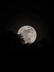 luna llena blanca con sombra de arbol © Didier