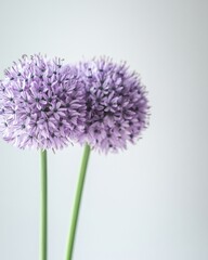 Two purple allium flowers on stems against a light gray background.