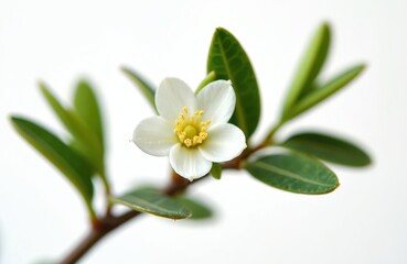 Obraz premium Close-up of tea tree flower with white petals. Fresh green leaves, yellow pollen. Isolated on white. Melaleuca plant on a branch. Nature, health, essential oils. Generative AI.